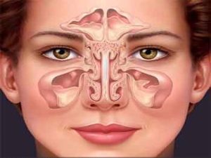 آناتومی سینوس